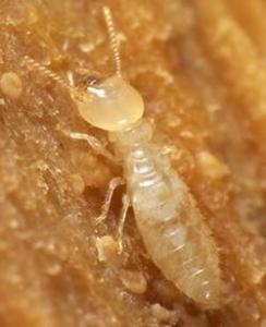 Photo Diagnostic Termites